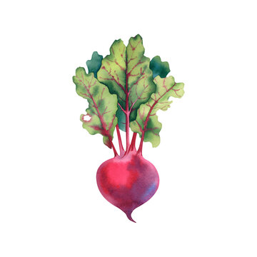 Beets, fresh vegetables. watercolor illustration on a white background. Healthy eating. Baby food. Harvesting.