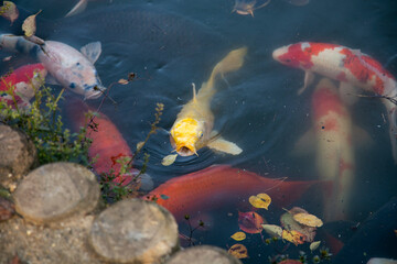 Japanese Koi are domesticated Amur carp that are selected or culled for color.