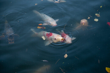 Japanese Koi are domesticated Amur carp that are selected or culled for color.