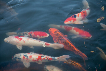 Japanese Koi are domesticated Amur carp that are selected or culled for color.