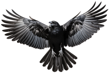 A crow flying on transparent background, PNG file