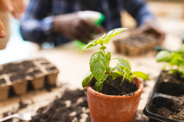 Midsection of mature diverse couple potting seedling plants on garden terrace
