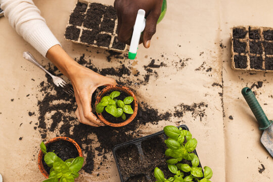 Overhead Of Hands Of Mature Diverse Couple Potting And Watering Seedling Plants, Copy Space