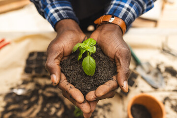 Midsection of mature african american man holding soil with seedling plant in cupped hands