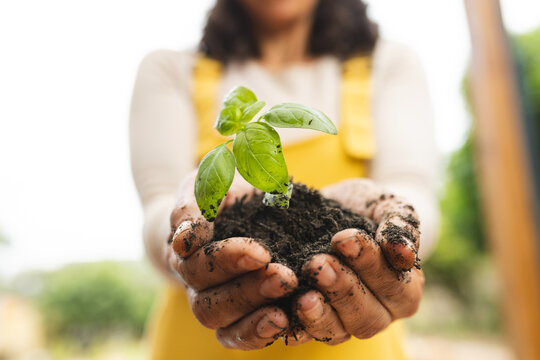 Midsection of mature caucasian woman holding soil with seedling plant in cupped hands