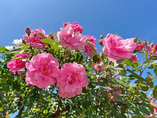 Fototapety na wymiar - Fototapeta24.pl