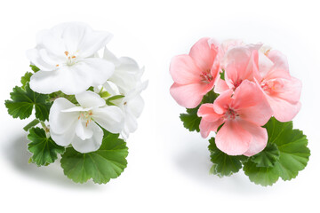 White and pink geranium flower blossoms with green leaves isolated on white background, colorful...