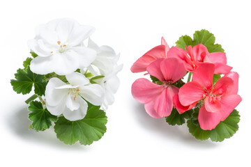 White and pink geranium flower blossoms with green leaves isolated on white background, colorful geranium flowers template concept. Close up view