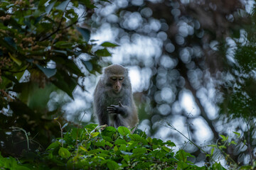 Formosan rock macaque endemic primate in taiwan