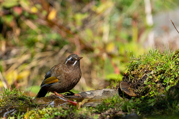 White-whiskered Laughingthrush endemic bird of taiwan