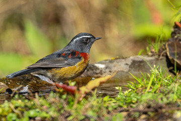 Collared bush robin endemic bird of taiwan