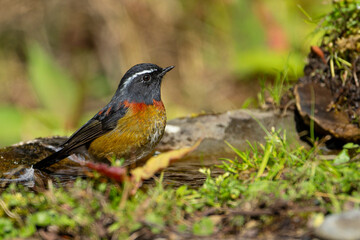 Collared bush robin endemic bird of taiwan
