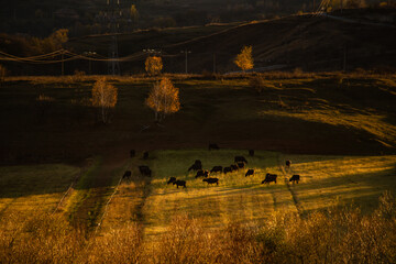Scenic view of field against sky at autumn sunset in Apuseni Mountains, Romania