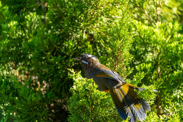 White-whiskered Laughingthrush endemic bird of taiwan
