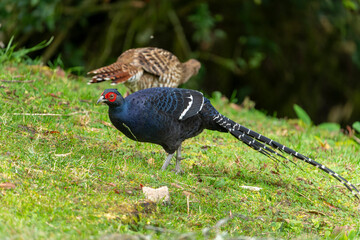 Mikado pheasant nale and female in forest of taiwan