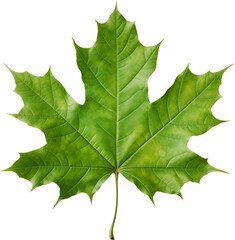 green maple leaf - obrazy, fototapety, plakaty