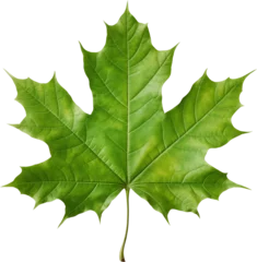 Foto op Plexiglas green maple leaf © TrappedMorghulis