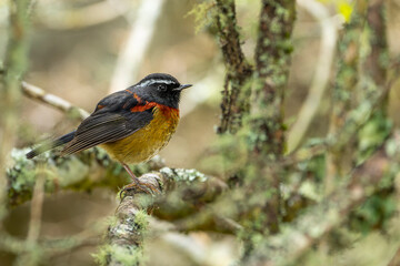 Collared bush robin endemic bird of taiwan
