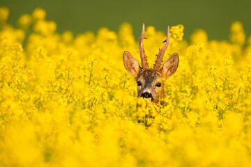 Roebuck - buck (Capreolus capreolus) Roe deer - goat