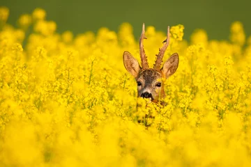 Roebuck - buck (Capreolus capreolus) Roe deer - goat © szczepank