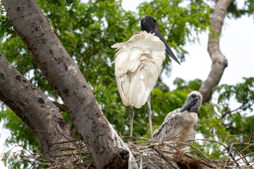 jabiru stork in tropical Pantanal