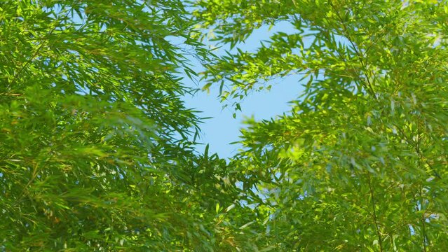 Green Bamboo With Blue Sky Background In Sunny Day. Bamboo Tree With Sky Background. Real time.
