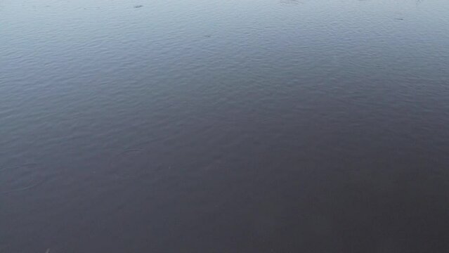 Small fish (roach mostly), fry feed on surface of water with seeds and small mosquitoes in evening. Forage accumulation of fish at end of summer, when abundance of different food. Appetitive behaviour