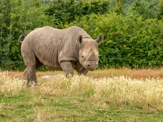 Foto op Plexiglas rhino in the grass © Grahelli Photography
