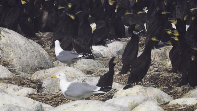 Colony of southern cormorant (Phalacrocorax carbo sinensis) on islands of Gulf of Finland, Baltic Sea. Herring gulls birds nest nearby and eat cormorant eggs and chicks