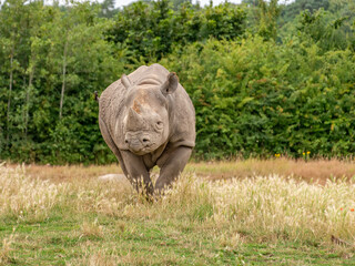 Rhino in the grass