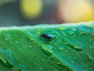 fly, insect, macro, leaf, nature, bug, animal, closeup, wing, close-up, housefly, small, eye, wings, close up, wildlife, detail, pest, close, hairy, garden, eyes, insects