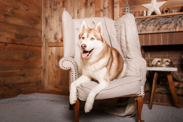 Happy New Year, Christmas holidays and celebration. Siberian husky dog breed