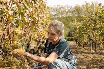 Woman working harvesting wine grapes on a vineyard