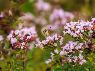 Silver-spotted Skipper Feeding on a Marjoram Flower