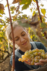 Woman holding freshly picked grapes in a vineyard