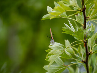 Brown Hairstreak Resting With its Wings Open