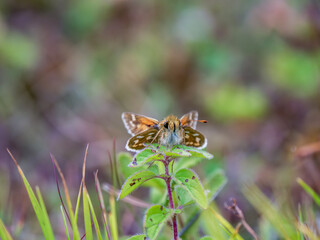 Silver-spotted Skipper Resting on a Plant