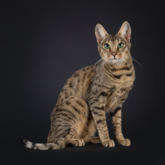 Young black tabby spotted Savannah cat, sitting up side ways. Looking straight to camera with mesmerizing green eyes. Isolated on a black background.
