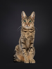 Young black tabby spotted Savannah cat, sitting up facing front. Looking towards camera with mesmerizing green eyes. Isolated on a black background.