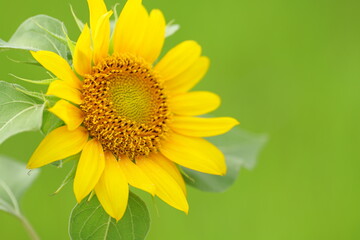 Sunflowers in full bloom in the garden