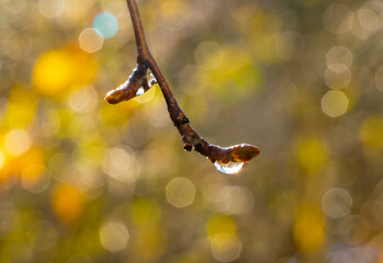 Sunlight in dew drops. Morning phantasmagoria in the park