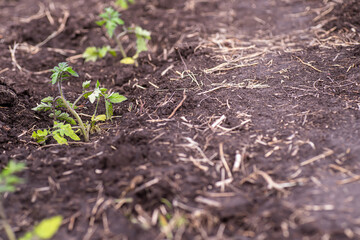 Tomato seedlings growing on the ground in the vegetable garden.