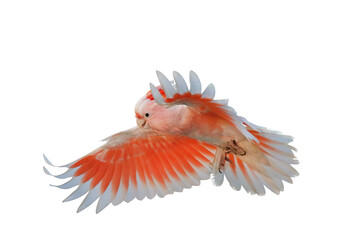 Beautiful of Major Mitchell's Cockatoo flying isolated on transparent background png file © Passakorn