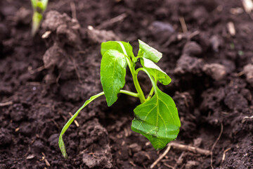 Young pepper seedlings growing in the soil. Selective focus.