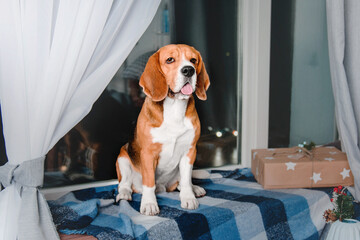 Happy New Year, Christmas holidays and celebration. Beagle dog