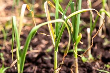 Green onion seedlings growing in vegetable garden , close-up.