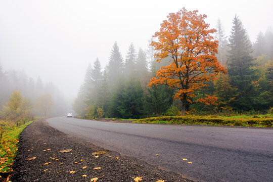 new asphalt road through woodland in autumn. misty weather with overcast sky
