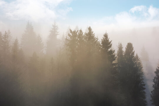 forest background in winter season. sunny outdoor scenery with silhouettes of spruce tree tops in morning mist