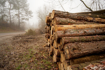 stack of logs