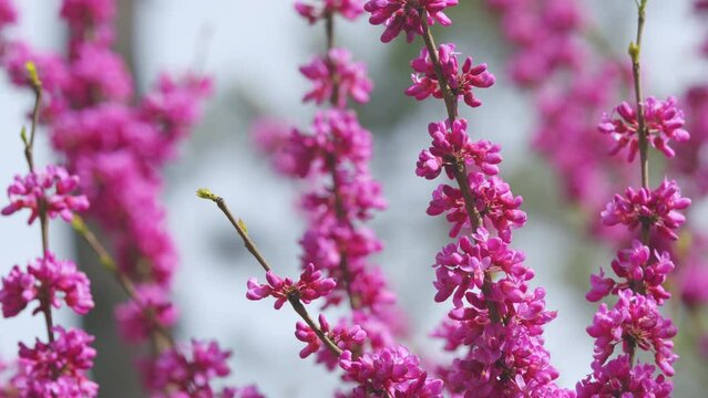 Tree In The Garden Of A Blossoming Tree With Pink Flowers. Branch With Pink Flowers Of The Judas Tree. Close up.